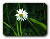 Gänseblümchen