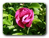 Blüte, noch nicht entfaltet
