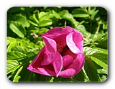 Blüte mit verborgenem Besucher