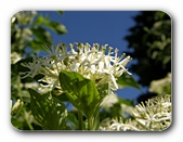 Blüten weiß