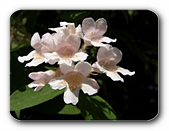 Blüten