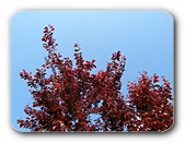 Baum vor freiem Himmel