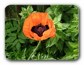 Mohn, orange