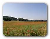 Mohnwiese oberhalb Kreuzbergweiher