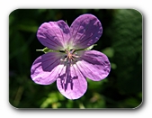 Blte violett (