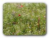 Bunte Blumenwiese in Oberschwaben