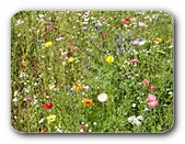 Bunte Blumenwiese