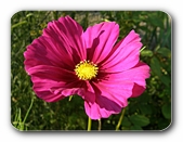 Blüte violett