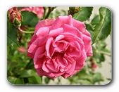 Rose, voll erblüht
