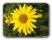 Blüte gelb