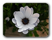 Weiße Blüte, innen blau-gelb