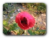 Klatschmohn