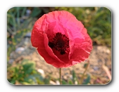 Klatschmohn geffnet