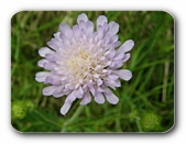 Gefüllte Blüte, zart violett