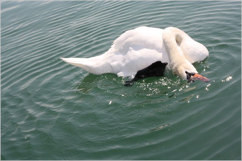 Sich kratzender Schwan