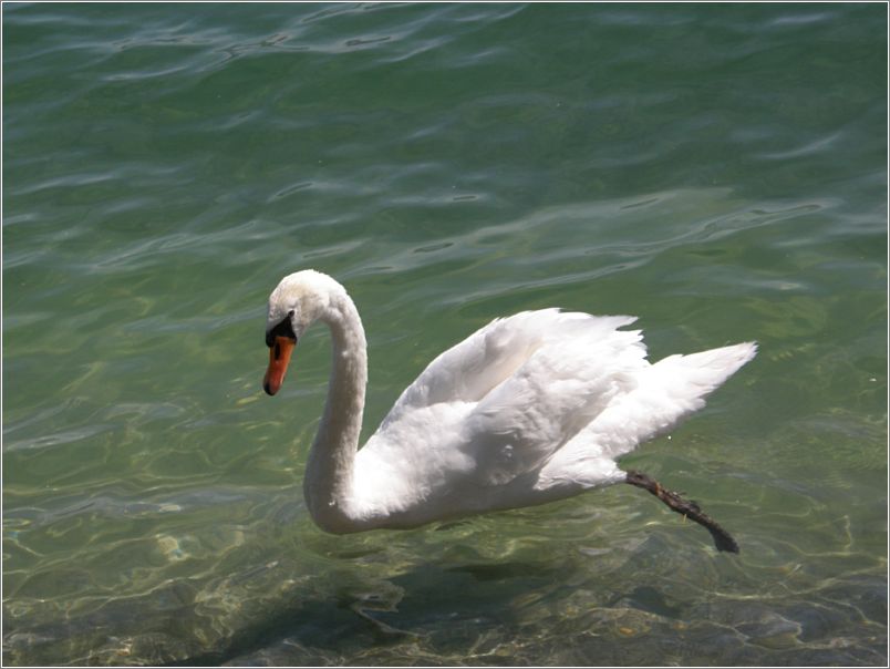 Schwimmender Schwan