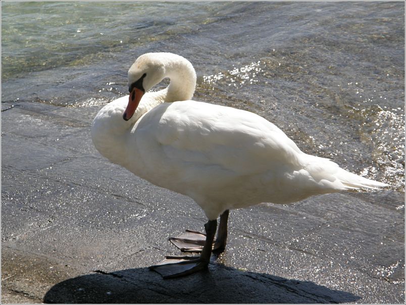 Schwan beim Putzen