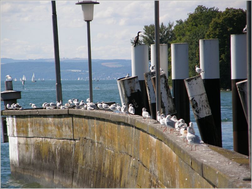 Mwen am Fhrhafen Meersburg