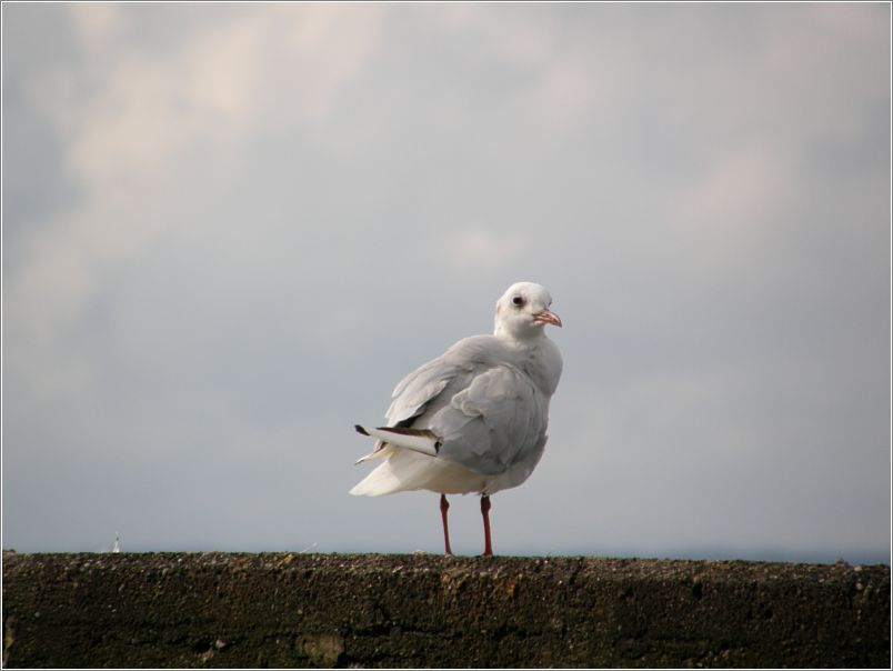 Mwe in Meersburg