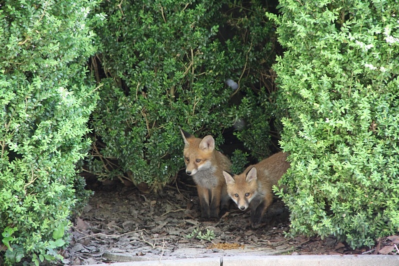 Zwei Fuchskinder