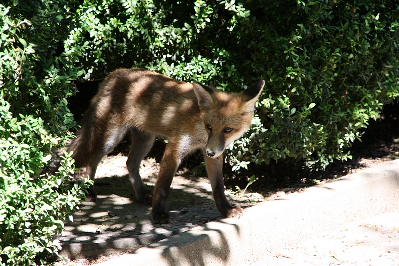 Fuchs im Schatten