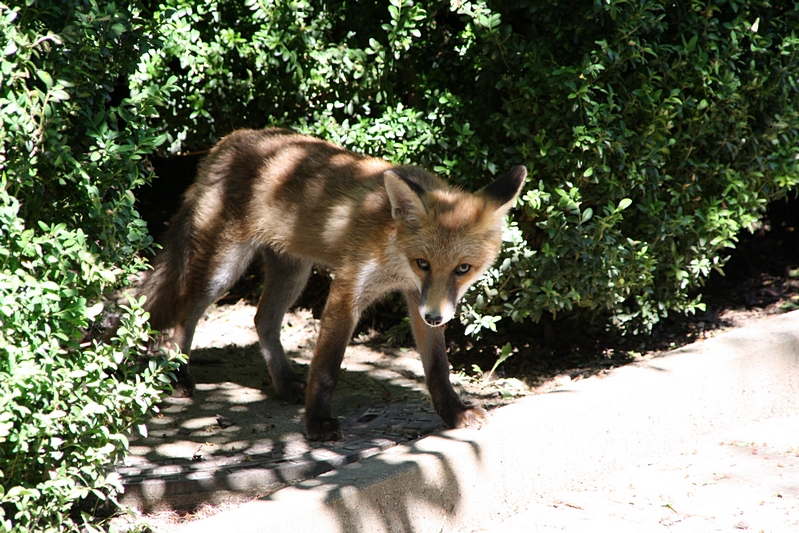 Junger Fuchs