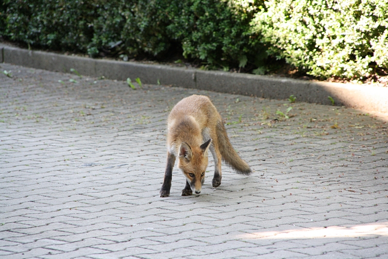 Halbzahmer Fuchs am Haus