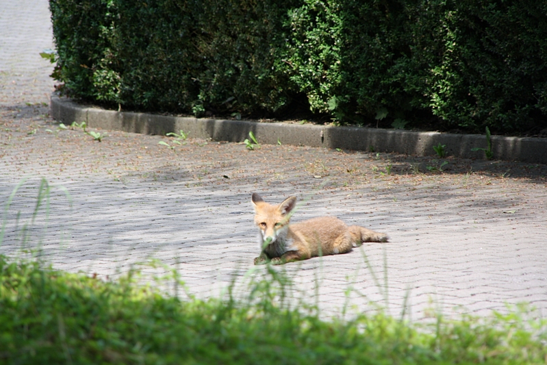 Liegender Fuchs