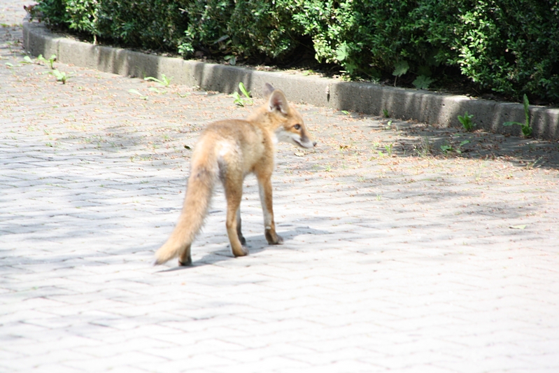 Fuchs von hinten