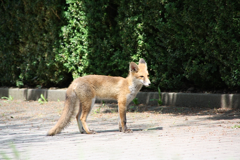 Fuchs vor Bau