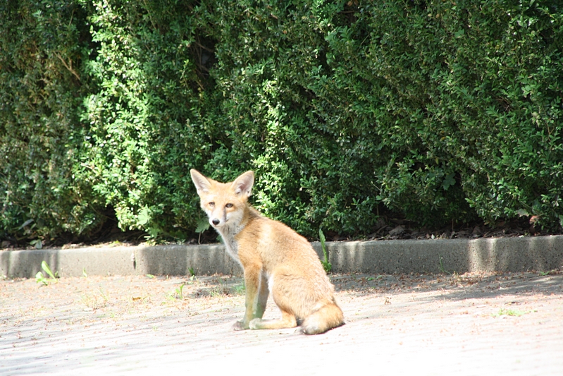 Fuchs sitzend