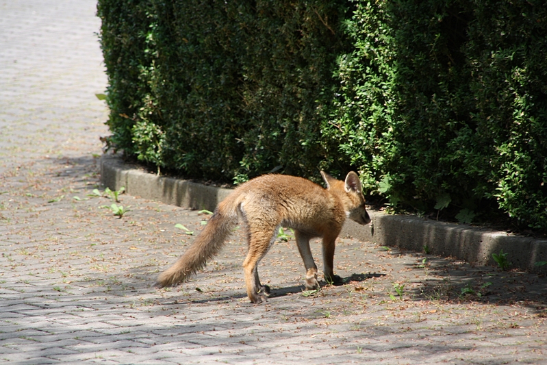 Fuchs beim Bau