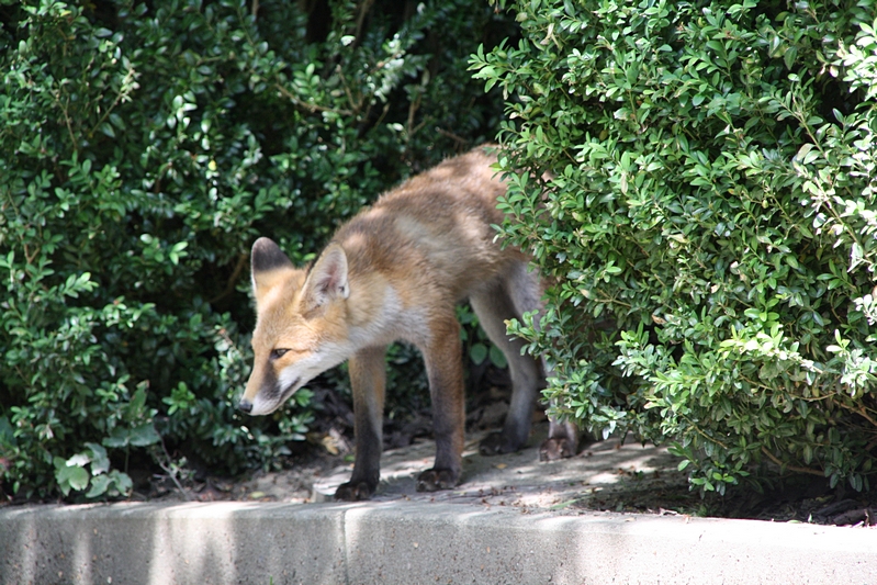 Fuchs im Halbschatten