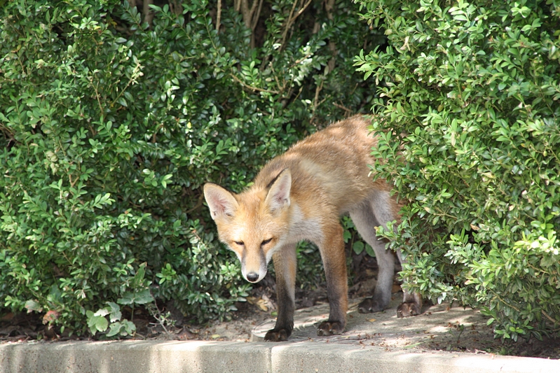 Fuchs schaut zum Fotografen