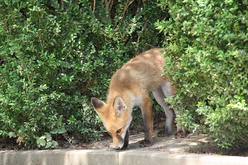 Fuchs schnuppert