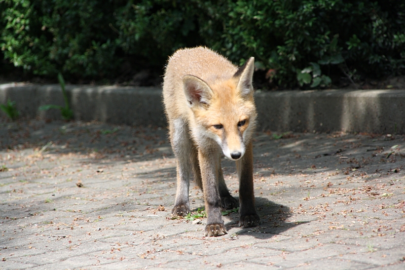 Fuchs steht