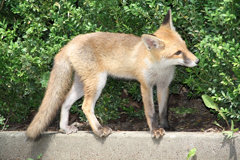 Fuchs, schnuppernd