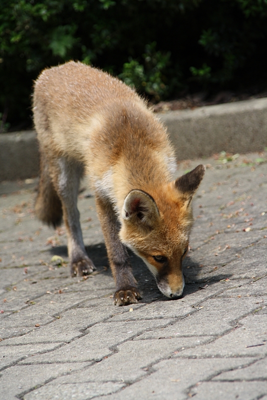 Fuchs schnürt (2)