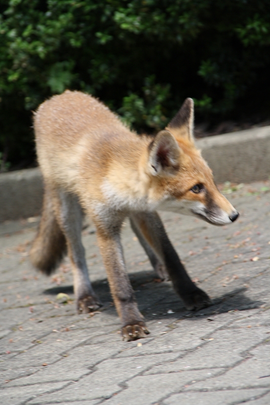 Fuchs, abgelenkt