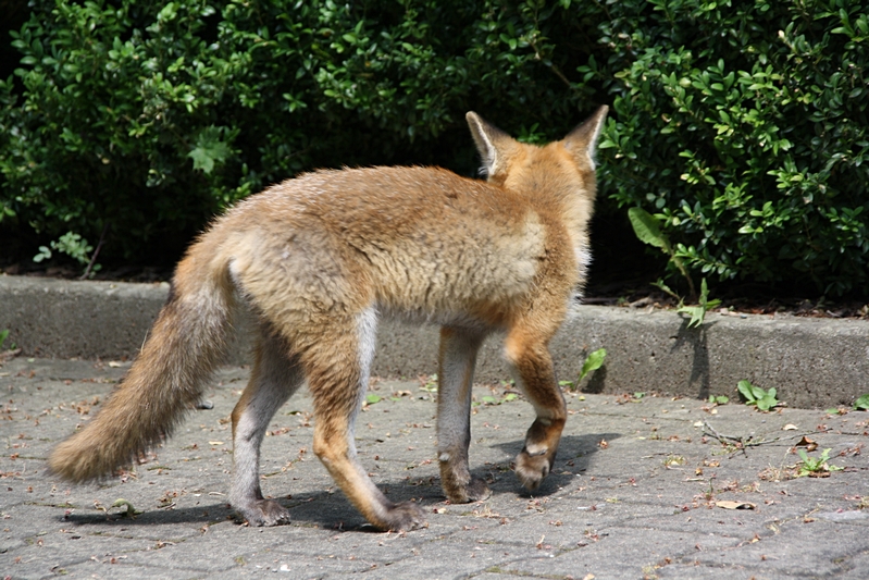 Fuchs zurck zum Bau