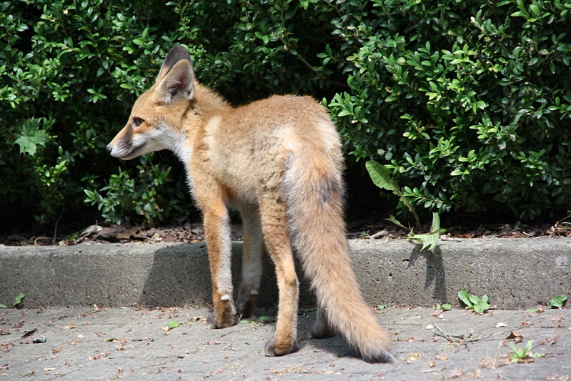 Fuchs schaut zur Seite