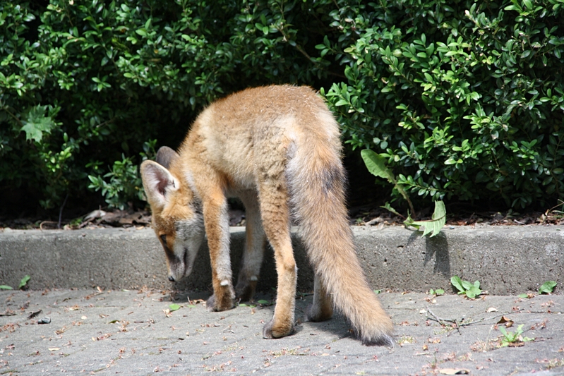 Fuchs gebeugt