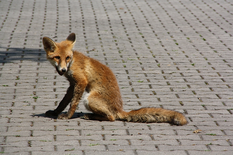 Fuchs sitzend, schaut her