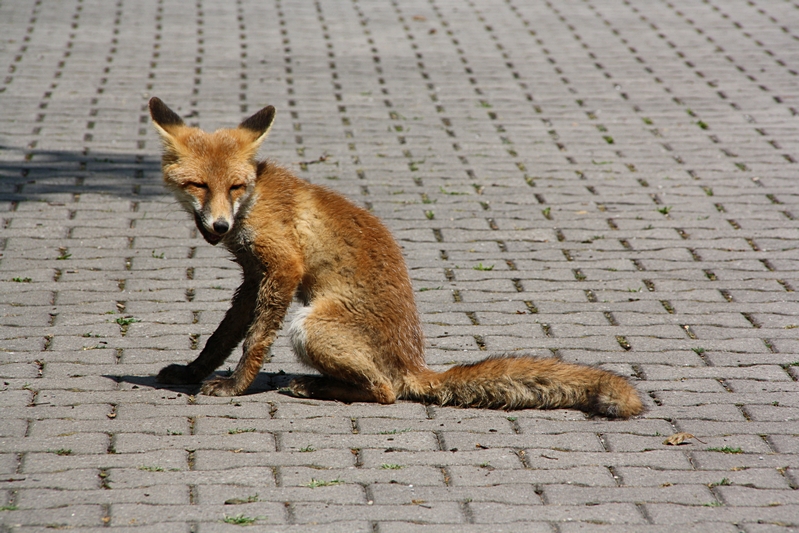 Fuchs sitzend, schaut her