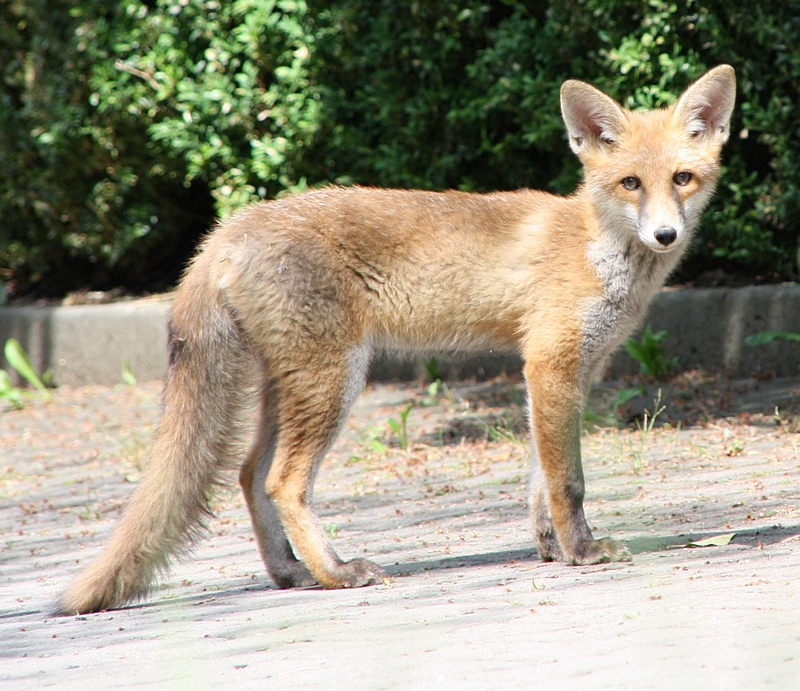 Respektiert den Fuchs