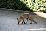 Fuchs, schnrend