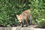 Fuchs schaut zum Fotografen