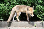 Fuchs, seitlich am Bau
