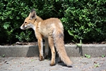 Fuchs schaut zur Seite