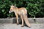 Fuchs schaut zur Seite (2)